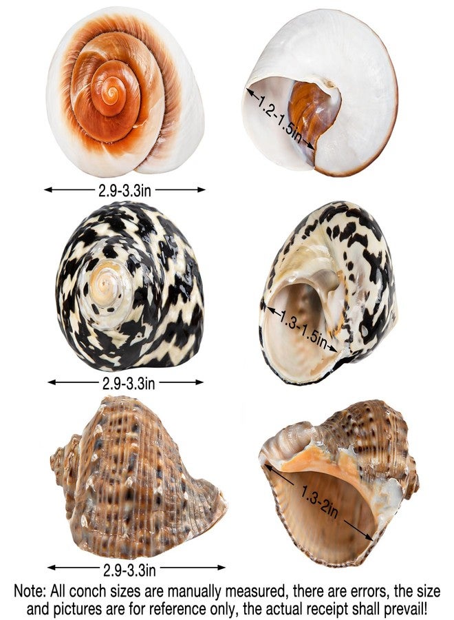 QICQDRAM Boutique Extra to Large Hermit Crab Shells 2.9"-3.3" Natural Hermit Crab Shells Opening Size 1.2" - 2" for Hermit Crab Turbo Growth Shells Hermit Crab Supplies - Image 3